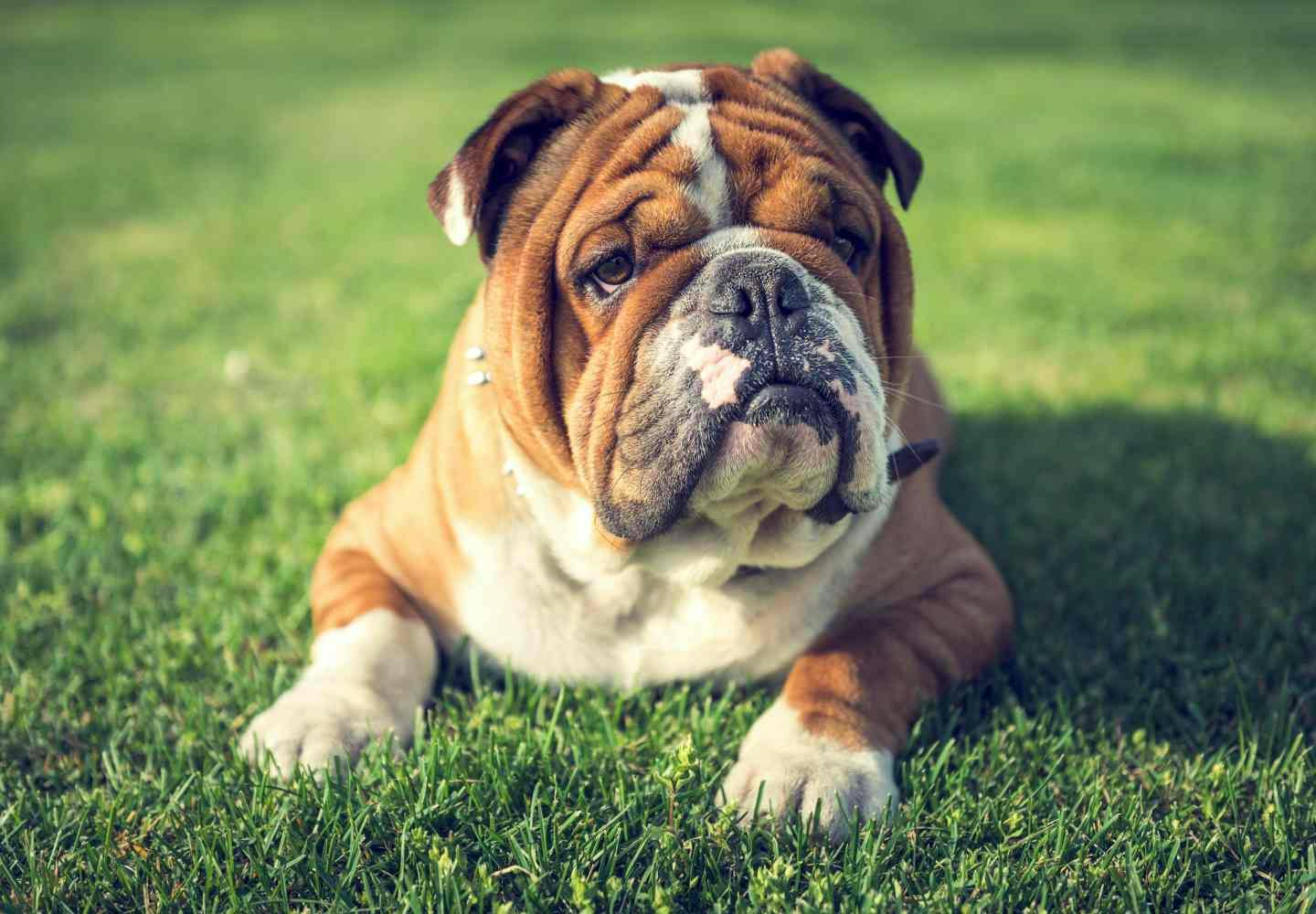 ブルドッグの性格や特徴は？飼う際の注意点やしつけのコツ、かかり