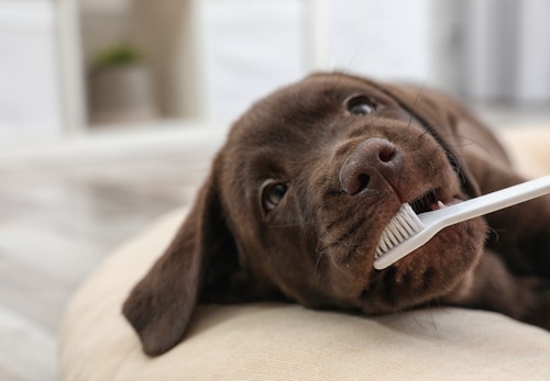 mouth_disease_07_歯を磨かれる子犬