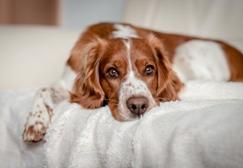 犬の歯の仕組みとは 歯周病が多い理由や予防法 歯磨きのコツを解説 獣医師監修 わんクォール 犬の歯の仕組みとは 歯周病が多い理由や予防法 歯磨きのコツを解説 獣医師監修 わんクォール