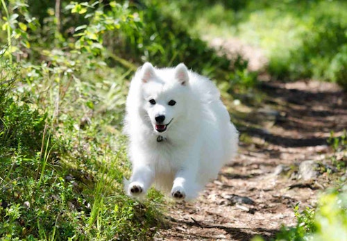 日本スピッツの性格や特徴は 飼い方やしつけのコツ かかりやすい病気などを解説 獣医師監修 わんクォール 日本スピッツの性格や特徴は 飼い方やしつけのコツ かかりやすい病気などを解説 獣医師監修 わんクォール