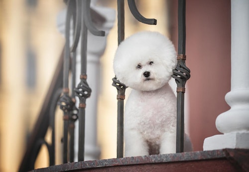 ビション フリーゼの性格や特徴は 飼い方のコツやかかりやすい病気について解説 獣医師監修 わんクォール ビション フリーゼの性格や特徴は 飼い方のコツやかかりやすい病気について解説 獣医師監修 わんクォール