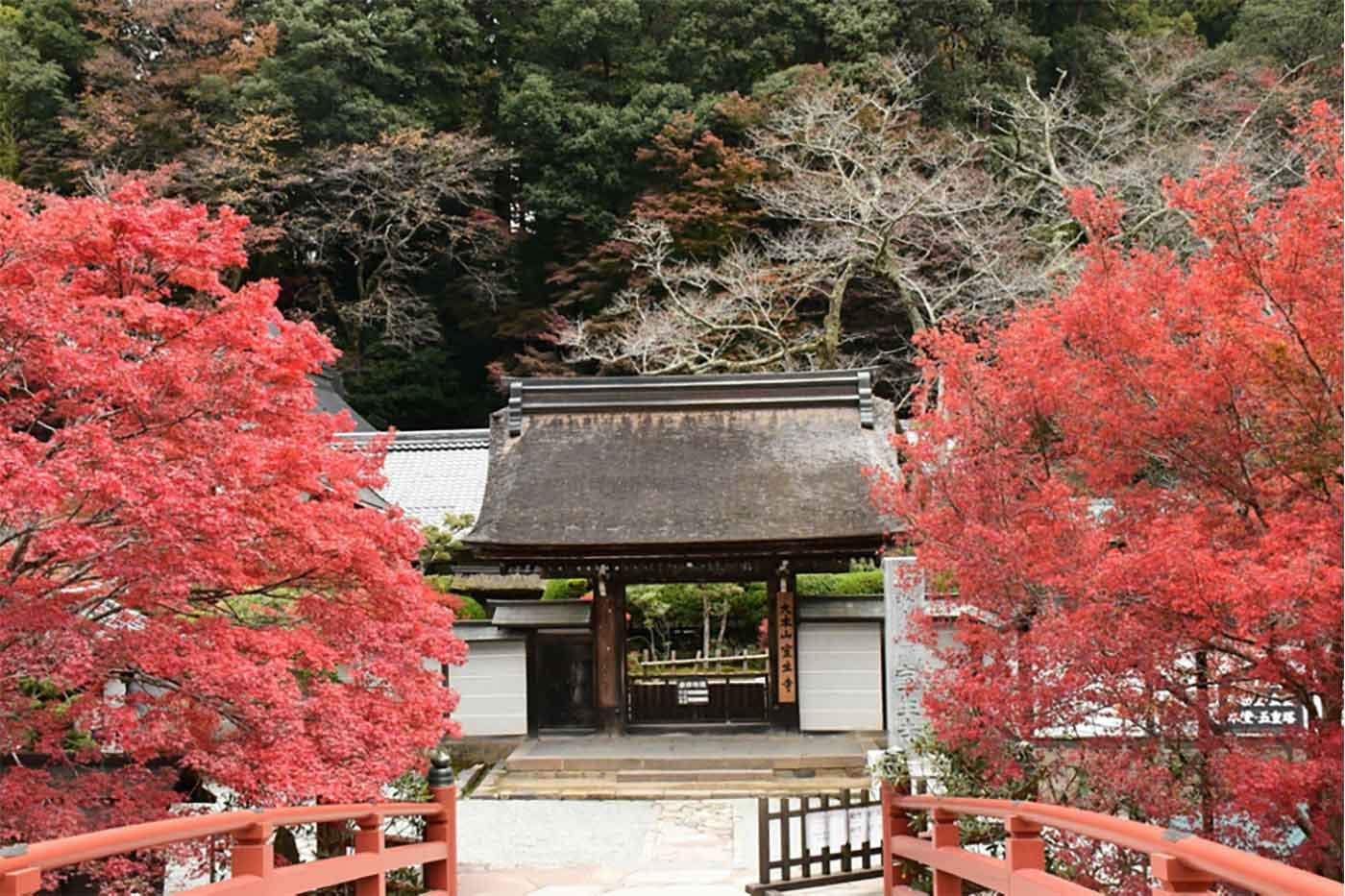 奈良の室生寺の紅葉