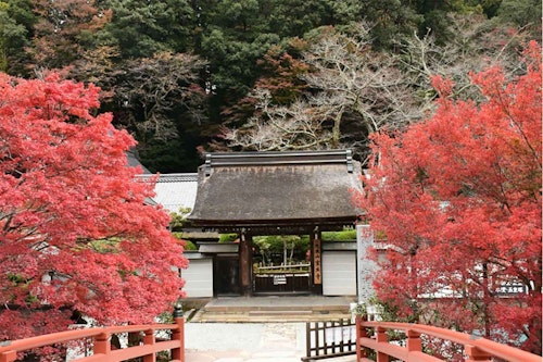 奈良の室生寺の紅葉