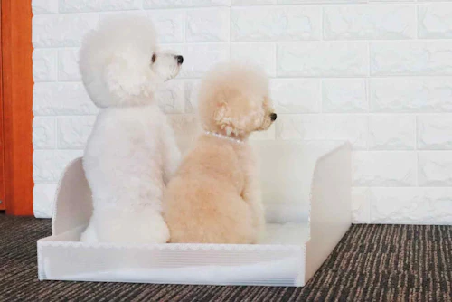 プラダン活用diy 愛犬用のトイレトレー 囲い を手作り おしっこの漏れ はみ出し 飛び散り防止に わんクォール プラダン活用diy 愛犬用のトイレトレー 囲い を手作り おしっこの漏れ はみ出し 飛び散り防止に わんクォール