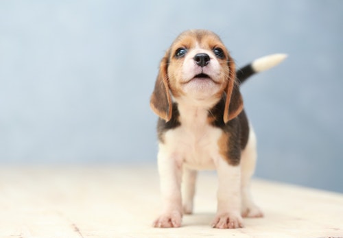 犬の歯の仕組みとは 歯周病が多い理由や予防法 歯磨きのコツを解説 獣医師監修 わんクォール 犬の歯の仕組みとは 歯周病が多い理由や予防法 歯磨きのコツを解説 獣医師監修 わんクォール