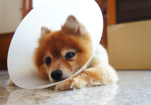 犬にとってエリザベスカラーはストレス 装着する理由と装着時のストレスを軽減する方法を解説 獣医師監修 わんクォール 犬にとってエリザベスカラーはストレス 装着する理由と装着時のストレスを軽減する方法を解説 獣医師監修 わんクォール