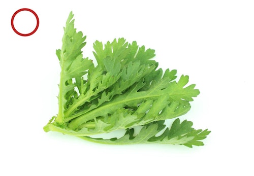 犬に食べさせてok Ng 冬が旬の野菜11選 獣医師監修 わんクォール 犬に食べさせてok Ng 冬が旬の野菜11選 獣医師監修 わんクォール