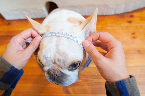 愛犬用くま耳つきスヌードの作り方　頭のサイズを測る