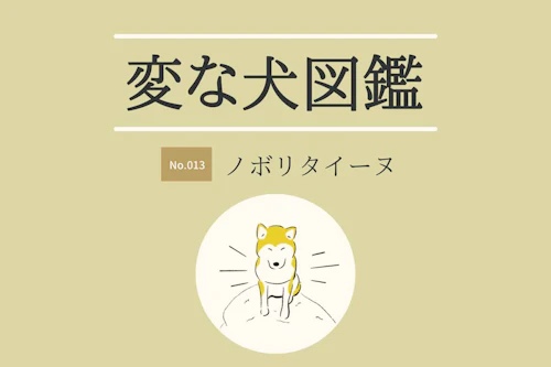 高みの見物がお好き 変な犬 ノボリタイーヌ の生態を獣医師さんに聞いてみた わんクォール 高みの見物がお好き 変な犬 ノボリタイーヌ の生態を獣医師さんに聞いてみた わんクォール