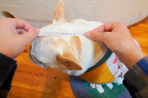 愛犬用くま耳つきスヌードの作り方　頭のサイズを測る
