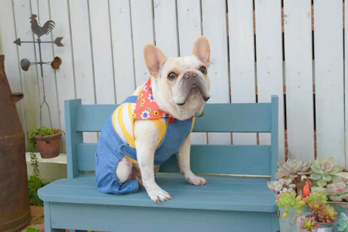 直線縫い 愛犬にリバーシブルのバンダナを簡単に手作り 首輪に通すだけ 散歩がさらに楽しくなるアイテム わんクォール 直線縫い 愛犬にリバーシブルのバンダナを簡単に手作り 首輪に通すだけ 散歩がさらに楽しくなるアイテム わんクォール