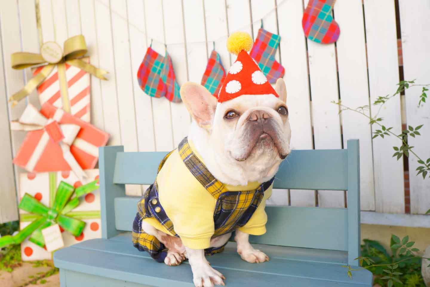 【フェルトで簡単】愛犬用とんがり帽子のパーティーハットを手作り！お誕生日やイベントの記念撮影に使える♪