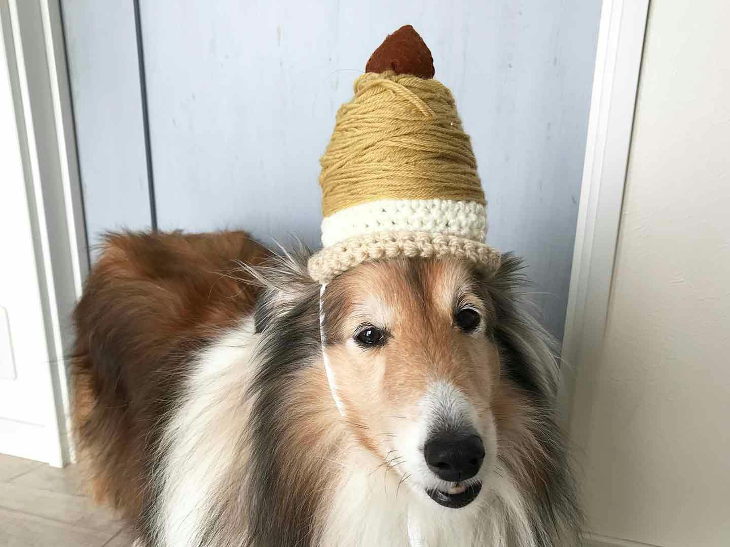 愛犬のモンブランケーキ帽子　完成