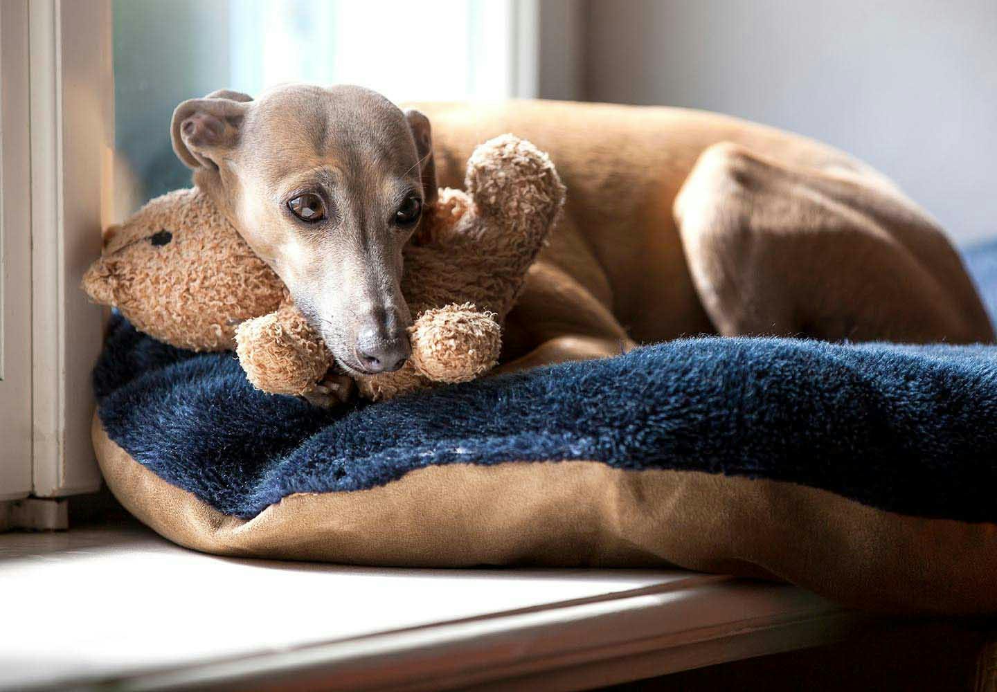 イタリアン・グレーハウンド（イタグレ）の性格や特徴は？飼い方のコツ