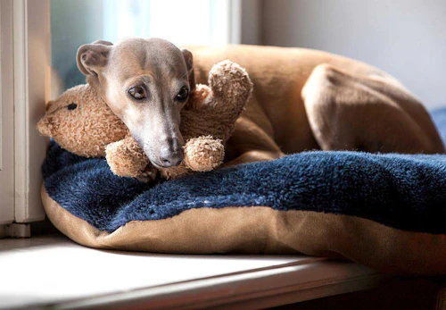 イタリアン グレーハウンド イタグレ の性格や特徴は 飼い方のコツやかかりやすい病気について解説 獣医師監修 わんクォール