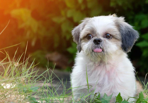 シーズーの平均寿命は何歳 長生きさせる秘訣やかかりやすい病気について解説 獣医師監修 わんクォール シーズーの平均寿命は何歳 長生きさせる秘訣やかかりやすい病気について解説 獣医師監修 わんクォール