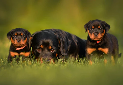 ロットワイラーの性格や特徴は 飼い方やしつけのコツ かかりやすい病気などを解説 獣医師監修 わんクォール ロットワイラーの性格や特徴は 飼い方やしつけのコツ かかりやすい病気などを解説 獣医師監修 わんクォール