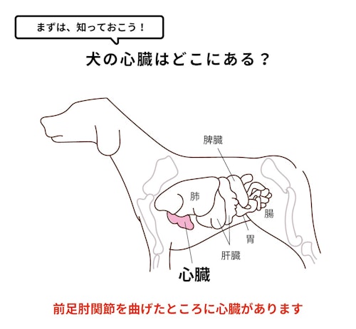 完全保存版 気温差のある時期に注意したい心臓発作 犬の救命救急 心肺蘇生と人工呼吸を知っておこう わんクォール 完全保存版 気温差のある時期に注意したい心臓発作 犬の救命救急 心肺蘇生と人工呼吸を知っておこう わんクォール