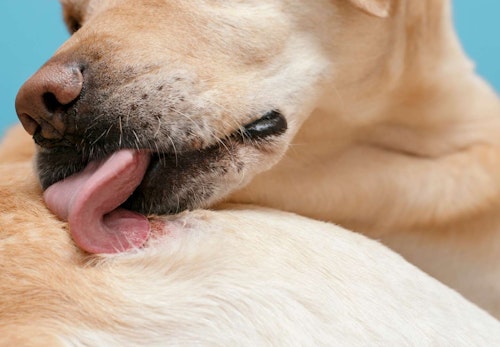 犬が怪我したところをなめる理由は やめさせる方法と注意点について解説 獣医師監修 わんクォール 犬が怪我したところをなめる理由は やめさせる方法と注意点について解説 獣医師監修 わんクォール