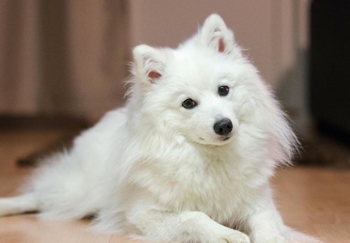 超小型犬 小型犬の種類とは 犬種ごとの特徴と飼いやすさなどを解説 獣医師監修 わんクォール 超小型犬 小型犬の種類とは 犬種ごとの特徴と飼いやすさなどを解説 獣医師監修 わんクォール