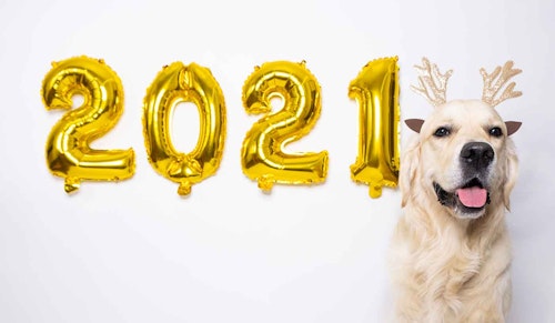 【編集長が選ぶ今年のベスト20記事】愛犬のために読まずに年は越せない！WanQolで振り返る2021年
