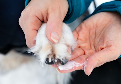 犬の肉球がカサカサに 乾燥する原因とケアの仕方について解説 獣医師監修 わんクォール 犬の肉球がカサカサに 乾燥する原因とケアの仕方について解説 獣医師監修 わんクォール