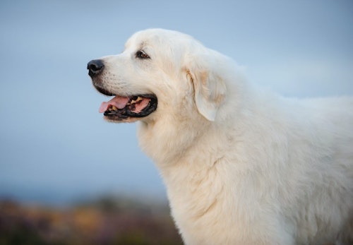 グレート ピレニーズの性格や特徴は 飼い方のコツや寿命 かかりやすい病気などを解説 獣医師監修 わんクォール グレート ピレニーズの性格や特徴は 飼い方のコツや寿命 かかりやすい病気などを解説 獣医師監修 わんクォール
