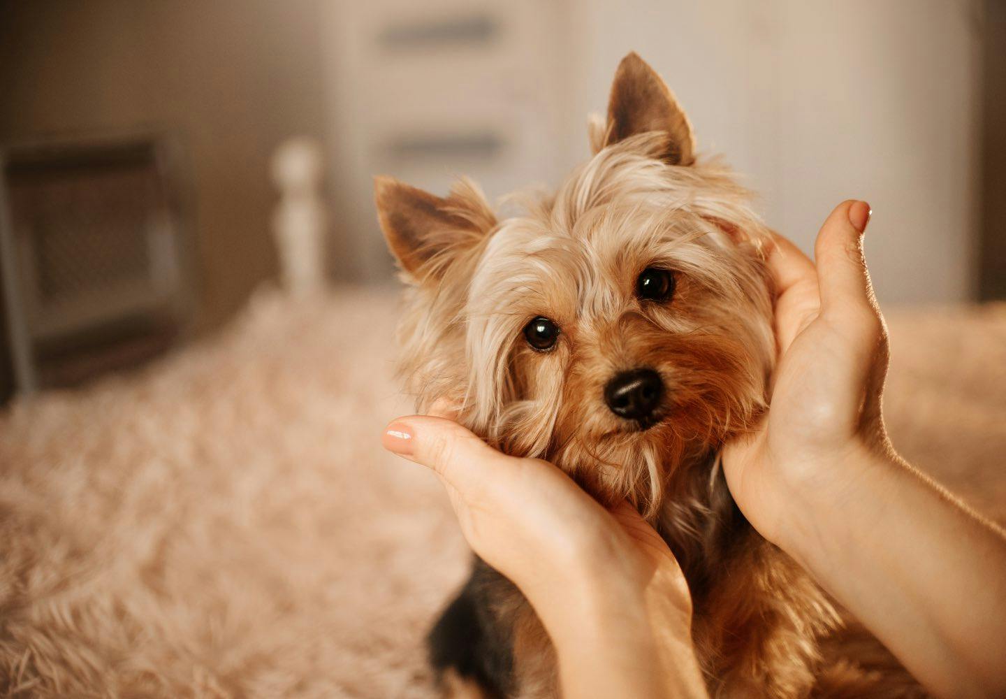 犬が喜ぶ撫で方 触り方は ストレスを感じさせないコツを解説 獣医師監修 わんクォール