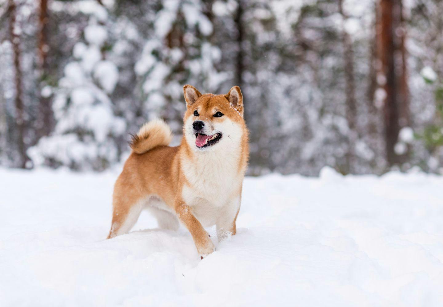 なぜ犬は雪が好きなの？ 