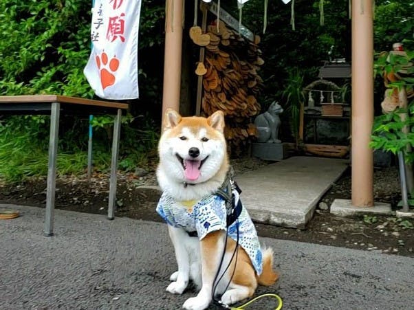 ペット ショップ 神社 関東