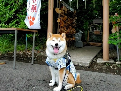 【愛犬と初詣】愛犬と参拝ができる関東のおすすめ神社・お寺８選