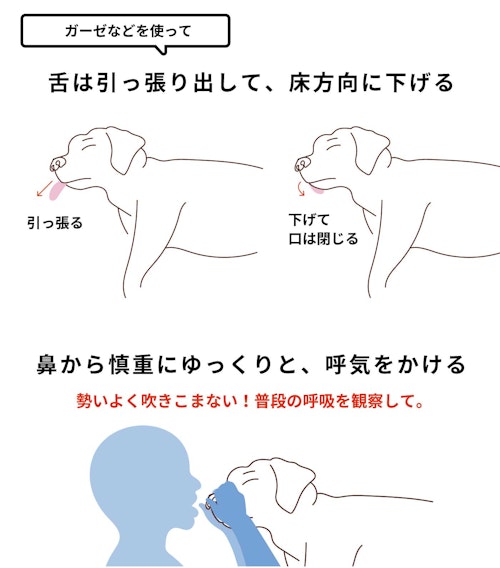 犬の人工呼吸を行う手順