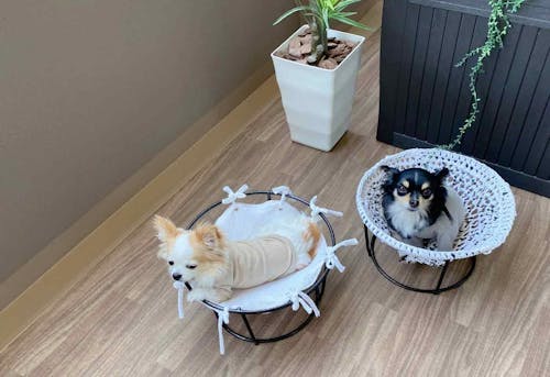 サスティナブルdiy 古着tシャツとプランタースタンドで初心者も簡単 犬用ハンモックの作り方 わんクォール