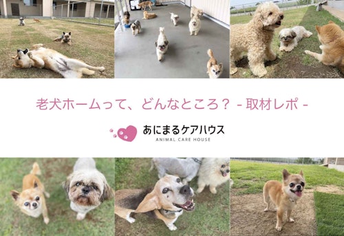 埼玉県のドッグランつき老犬ホーム「あにまるケアハウス」取材レポート