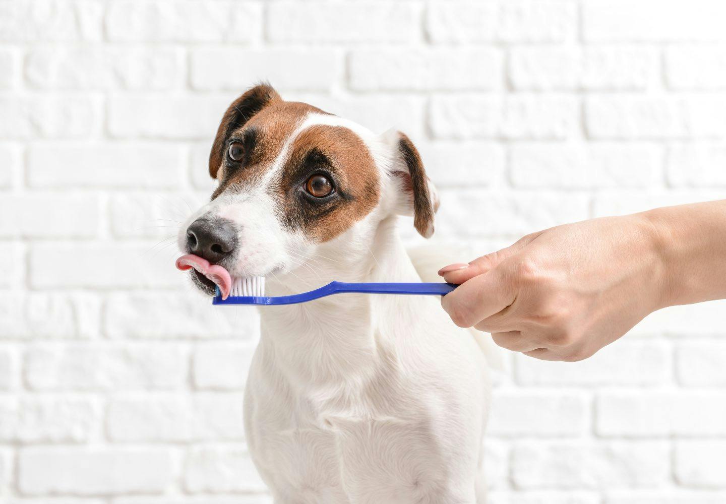 犬の歯磨きのやり方と頻度は？嫌がる際の対処法も解説【獣医師監修】
