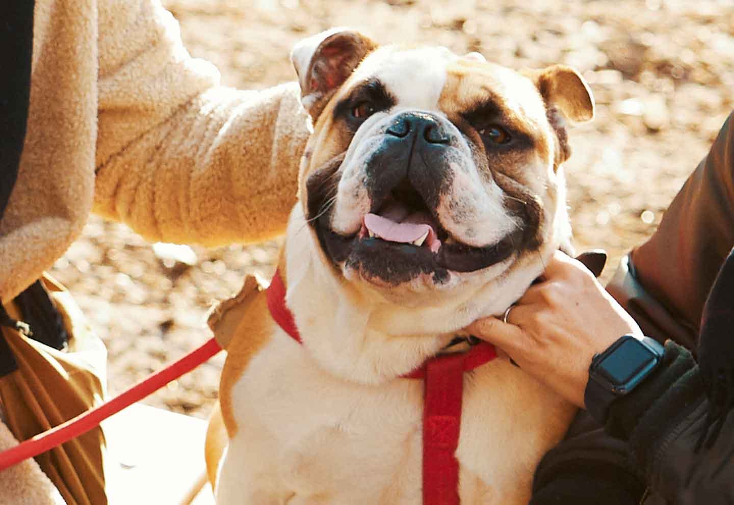 鼻ぺちゃを愛してやまないご夫婦。愛犬のブルドッグ、エイトくんが