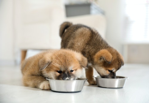 犬にゴマを食べさせても大丈夫 与える際の注意点と栄養素 1日の適量などを解説 獣医師監修 わんクォール 犬にゴマを食べさせても大丈夫 与える際の注意点と栄養素 1日の適量などを解説 獣医師監修 わんクォール