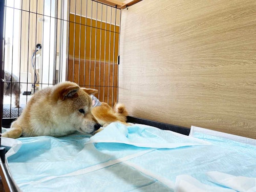 埼玉県のドッグランつき老犬ホーム あにまるケアハウス 取材レポート わんクォール