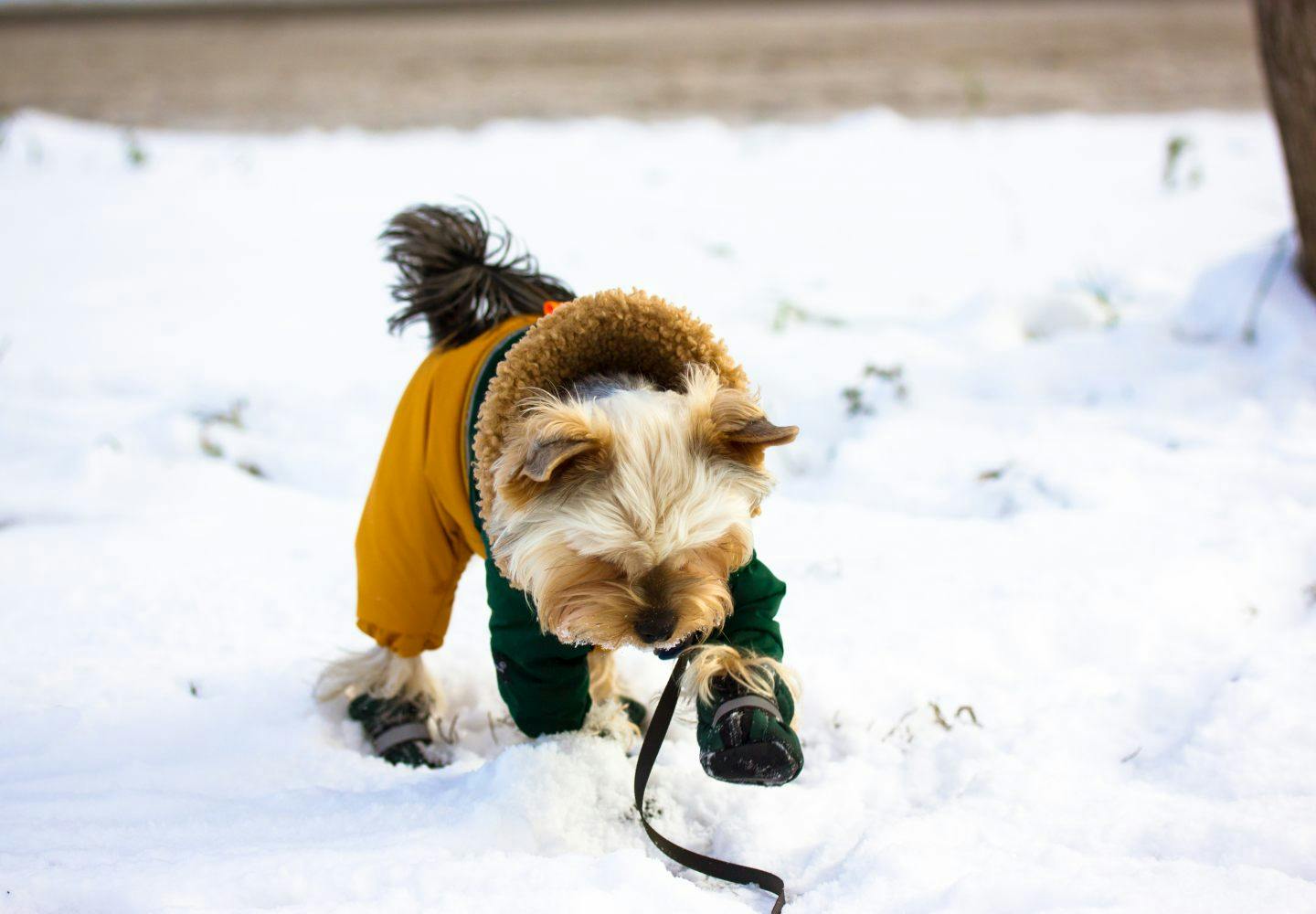 犬と雪遊びをするときの注意点は？