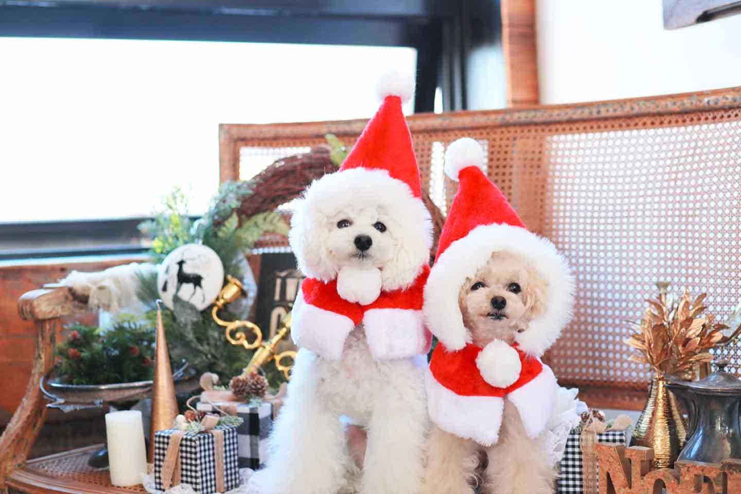 【犬服DIY】材料1つでサンタのコスプレ♡人間のクリスマス帽子を切ってポンチョにアレンジ！