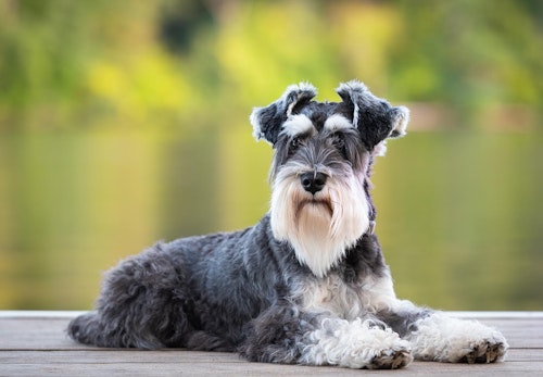 超小型犬 小型犬の種類とは 犬種ごとの特徴と飼いやすさなどを解説 獣医師監修 わんクォール 超小型犬 小型犬の種類とは 犬種ごとの特徴と飼いやすさなどを解説 獣医師監修 わんクォール