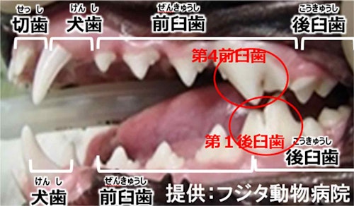 犬の歯の図