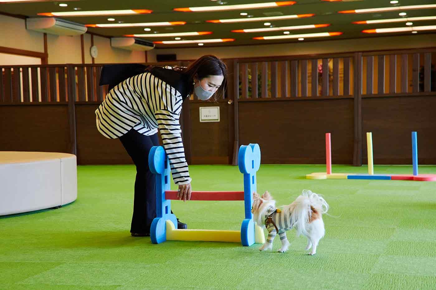 アジリティで遊ぶチワワのこひめちゃん