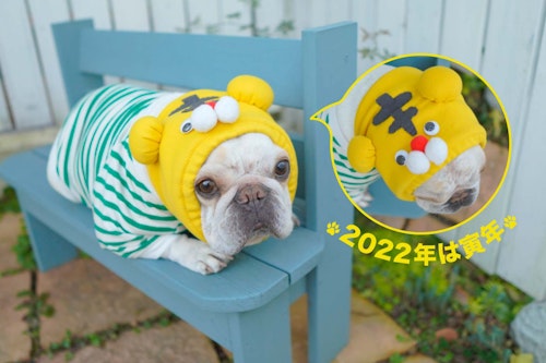 トラのスヌード で愛犬を新年の主役に 干支のかぶりものでお散歩しちゃおう わんクォール トラのスヌード で愛犬を新年の主役に 干支のかぶりものでお散歩しちゃおう わんクォール