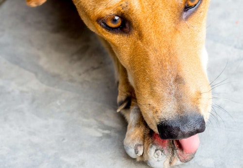 犬が怪我したところをなめる理由は やめさせる方法と注意点について解説 獣医師監修 わんクォール 犬が怪我したところをなめる理由は やめさせる方法と注意点について解説 獣医師監修 わんクォール