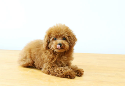 トイ プードルは抜け毛が多い 被毛の特徴や抜け毛の原因 対策法について解説 獣医師監修 わんクォール トイ プードルは抜け毛が多い 被毛の特徴や抜け毛の原因 対策法について解説 獣医師監修 わんクォール