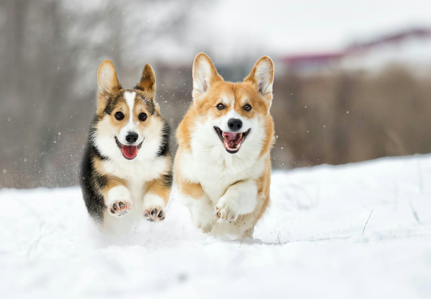 犬と雪遊びする際の注意点とは 楽しむための事前準備と遊んだ後のケアについて解説 獣医師監修 わんクォール