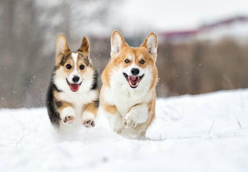 犬と雪遊びする際の注意点とは？楽しむための事前準備と遊んだ後のケアについて解説【獣医師監修】