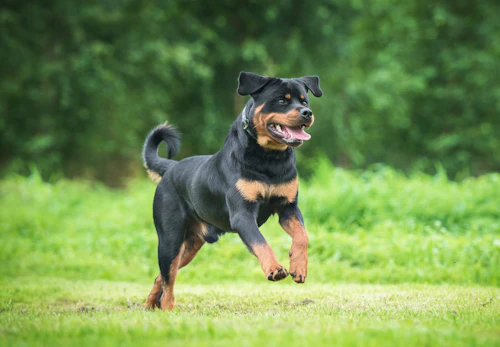 ロットワイラーの性格や特徴は 飼い方やしつけのコツ かかりやすい病気などを解説 獣医師監修 わんクォール ロットワイラーの性格や特徴は 飼い方やしつけのコツ かかりやすい病気などを解説 獣医師監修 わんクォール