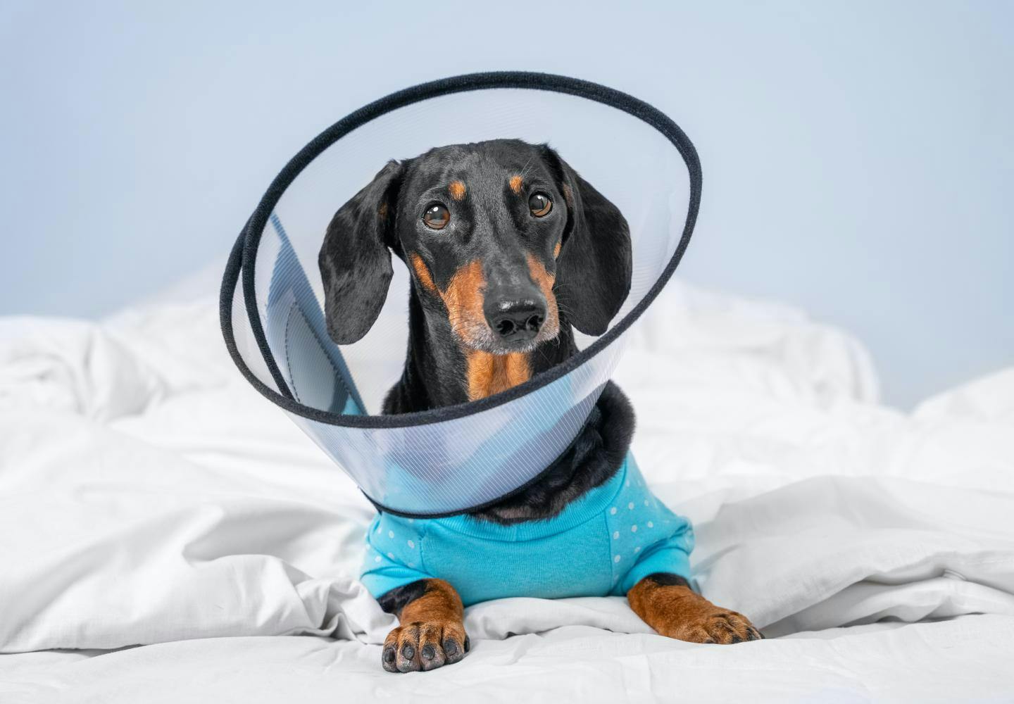 犬が怪我したところをなめるのを防ぐ方法は？